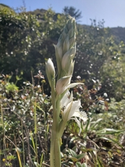 Chloraea piquichen