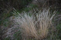 Corynephorus canescens