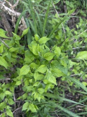 Erythrococca menyharthii