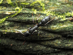 Platythyrea parallela