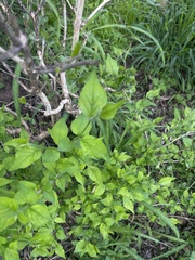 Erythrococca menyharthii