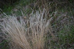 Corynephorus canescens