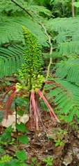 Calliandra houstoniana