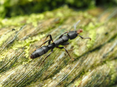 Platythyrea parallela