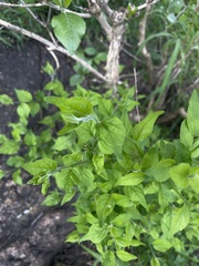 Erythrococca menyharthii