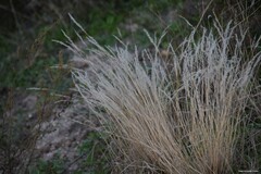 Corynephorus canescens