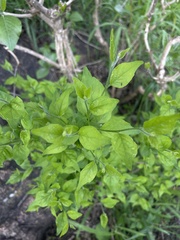 Erythrococca menyharthii