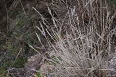 Corynephorus canescens