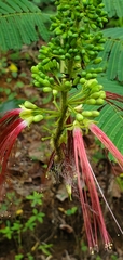 Calliandra houstoniana