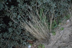 Corynephorus canescens