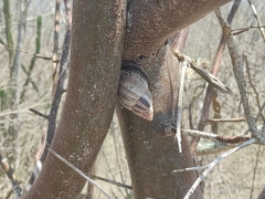 Porphyrobaphe iostoma