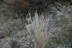 Corynephorus canescens