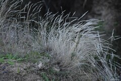 Corynephorus canescens