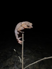 Rhinella proboscidea