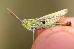Omocestus petraeus