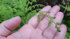 Pteridium aquilinum latiusculum