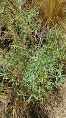 Lupinus altimontanus