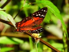 Anartia amathea