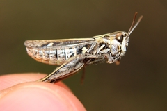 Omocestus