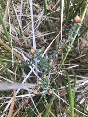 Pultenaea gunnii