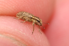Sitona hispidulus