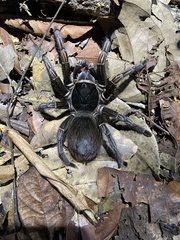 Acanthoscurria simoensi