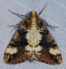 Pseudocoremia leucelaea