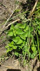 Urtica urens