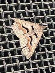 Dichromodes atrosignata