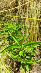 Baccharis densiflora