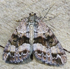 Pseudocoremia productata