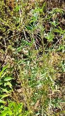 Lupinus altimontanus