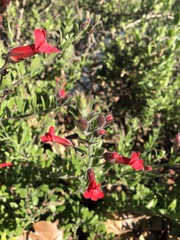 Gambelia