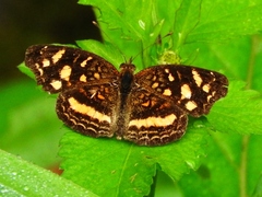 Anthanassa drusilla