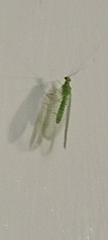 Chrysopini
