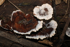 Cymatoderma