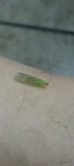 Chrysopini