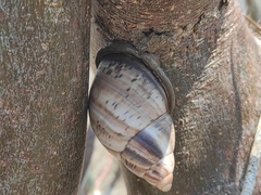 Porphyrobaphe iostoma