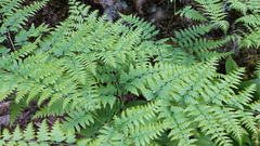 Pteridium aquilinum latiusculum