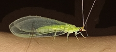 Chrysopini