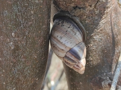Porphyrobaphe iostoma