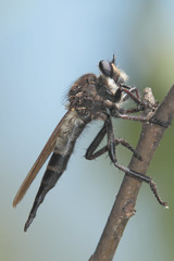 Promachus painteri