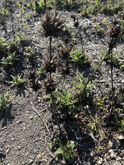 Salvia spathacea