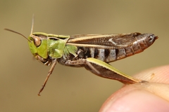 Stenobothrus lineatus