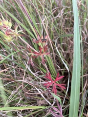 Geranium dissectum