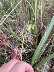 Geranium dissectum