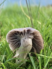 Cuphophyllus flavipes