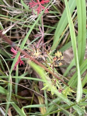 Geranium dissectum