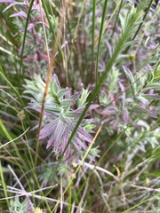 Epilobium hirtigerum