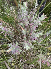 Epilobium hirtigerum